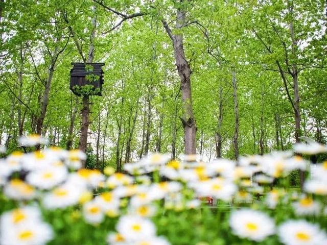 苏州太湖边隐匿小村庄森林里呼吸苏式民宿统统美的不像话丨右见