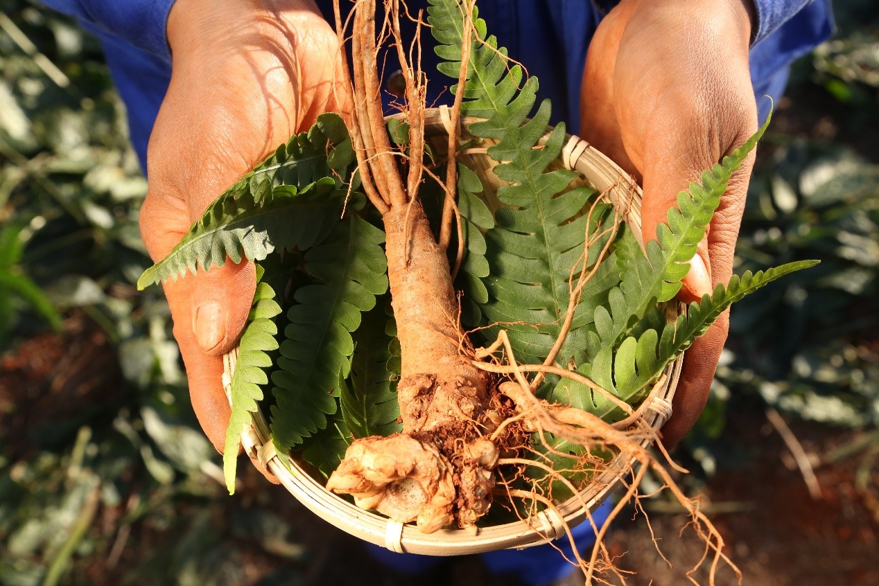 御芝林匠心选材三七篇-见微知著,以匠心致初心_种植
