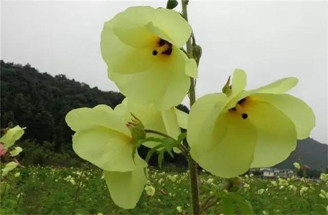 农村叫菜芙蓉的植物农民只卖它的果子却不知花朵更珍贵