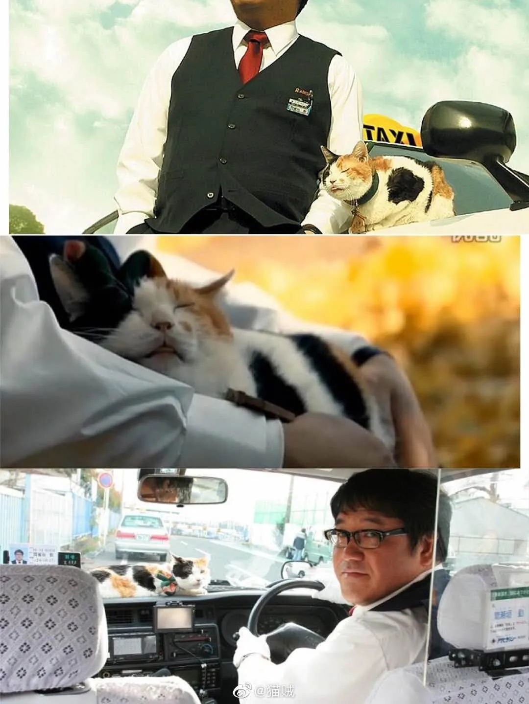 假期高分影单猫奴不得不看8部猫片日剧