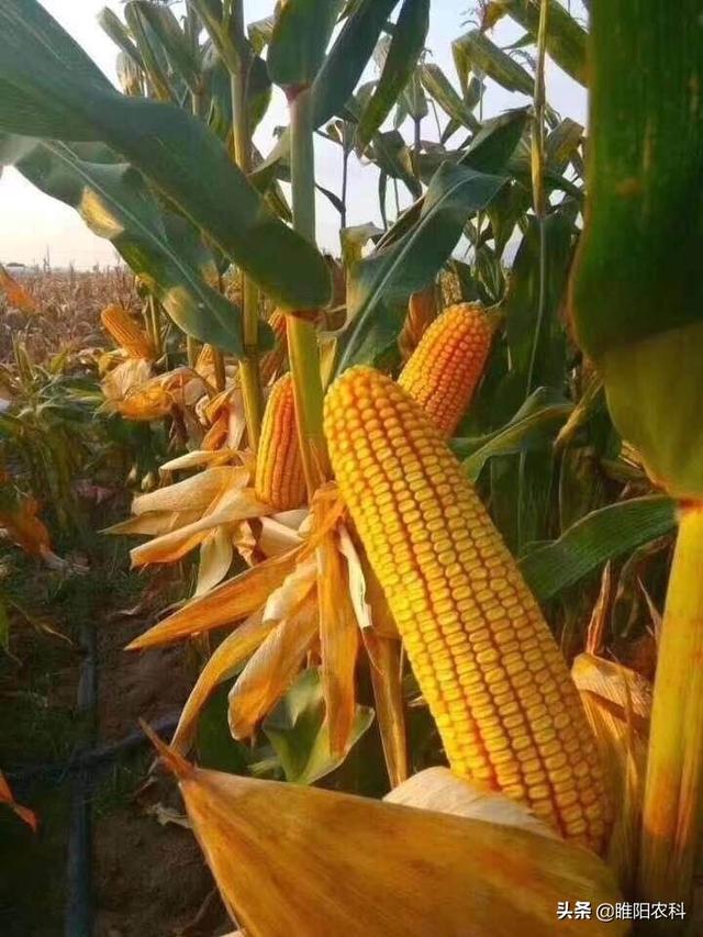 这个玉米新品种超高产高抗倒最高亩产141888公斤