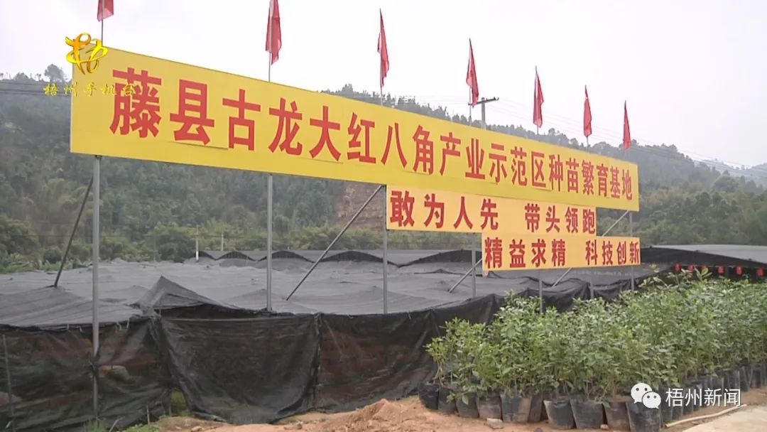 古龙镇:低改八角林 脱贫大产业_藤县