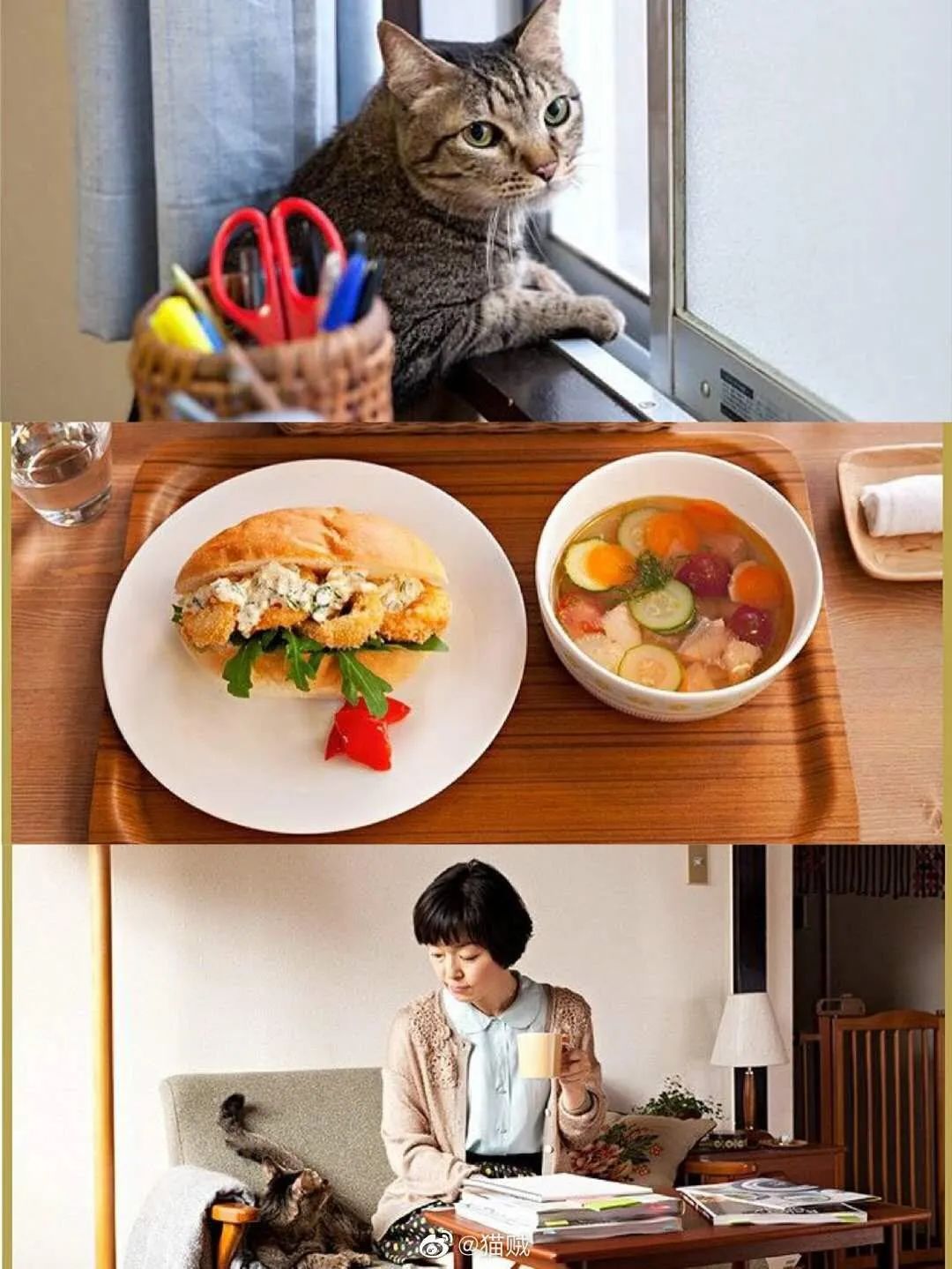 假期高分影单 猫奴不得不看8部猫片日剧 