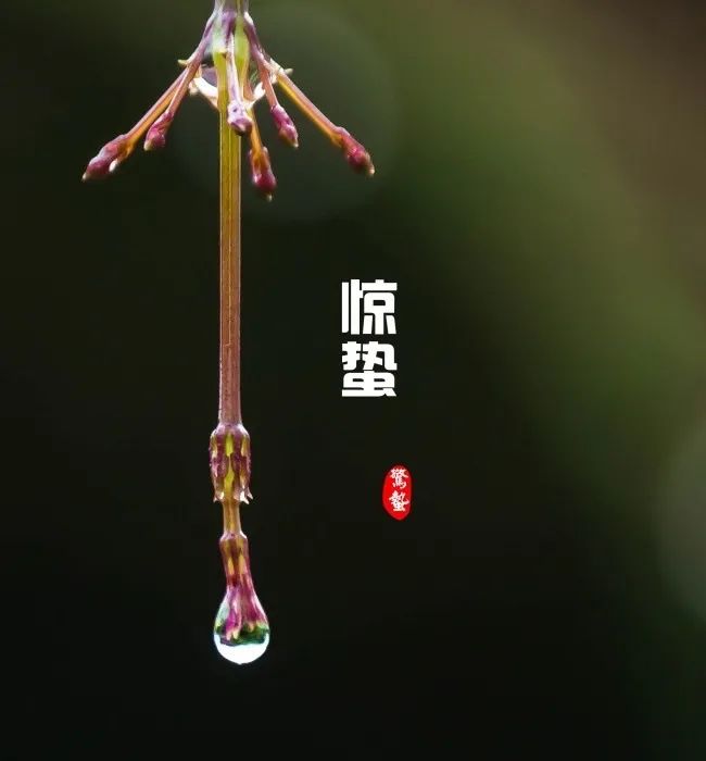 惊蛰春雷响农夫闲转忙