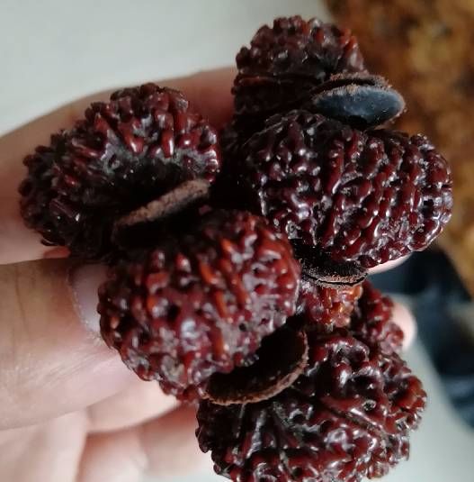 土豪玩了4年的多瓣大金刚菩提一万多扔了