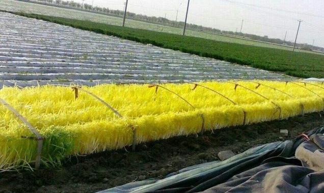 韭黄种植方案从品种选择到采收很全面建议收藏