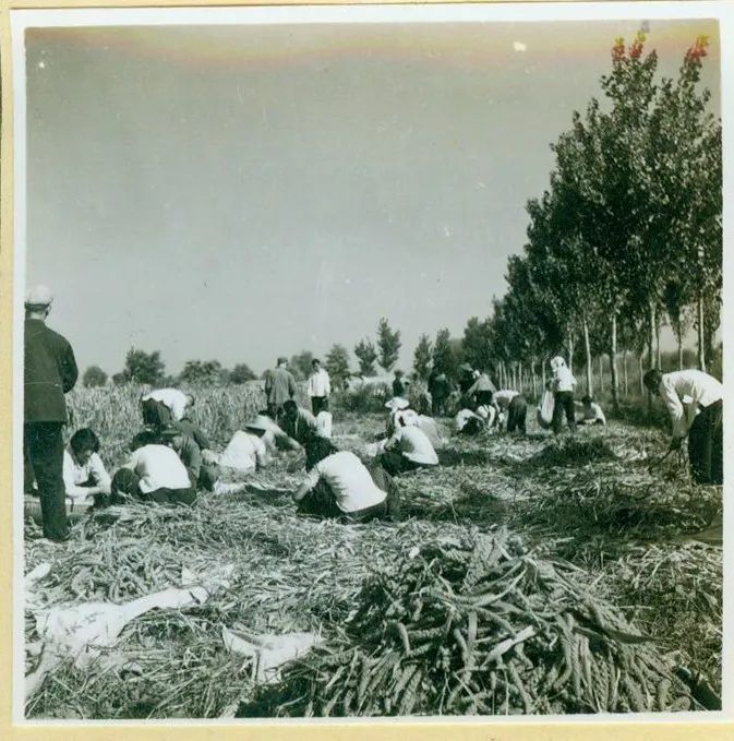 1972年,参加董西章生产队积肥的女生产队队员 .