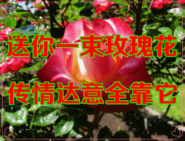 640_489gif 动态图 动图