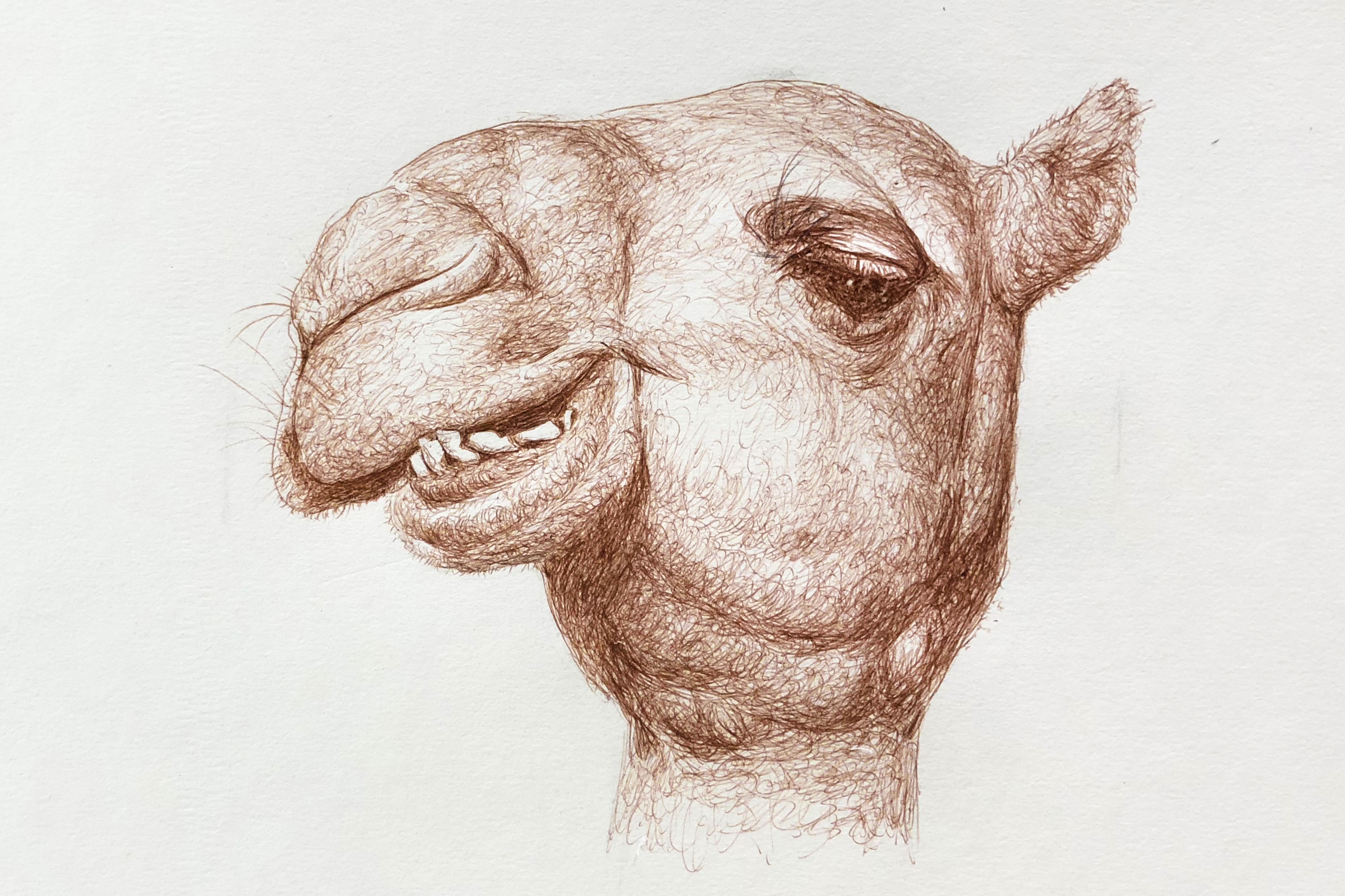 骆驼头素描图片