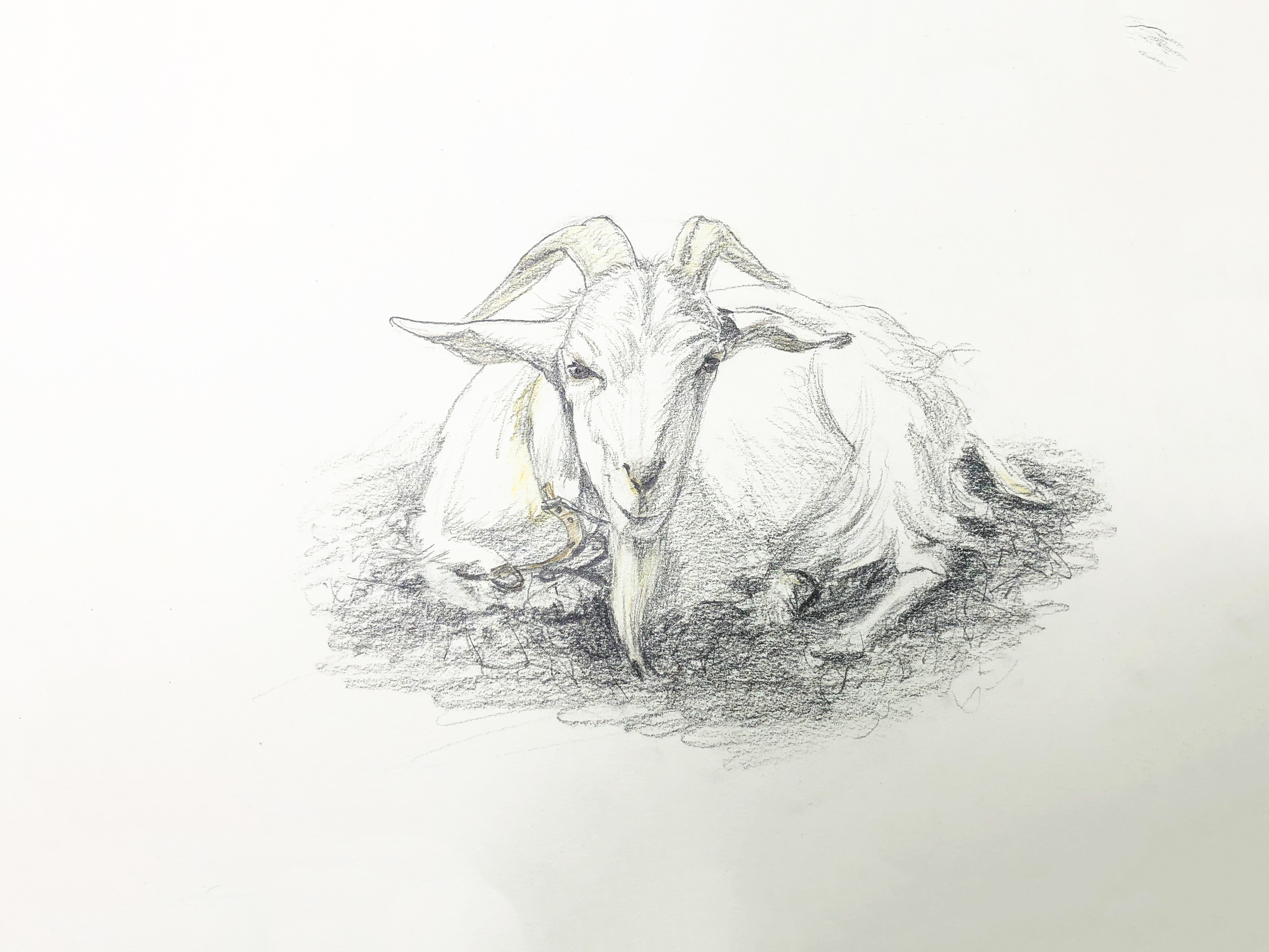 妈拉艺术学院裴俊飞老师中央美院速写动物之山羊
