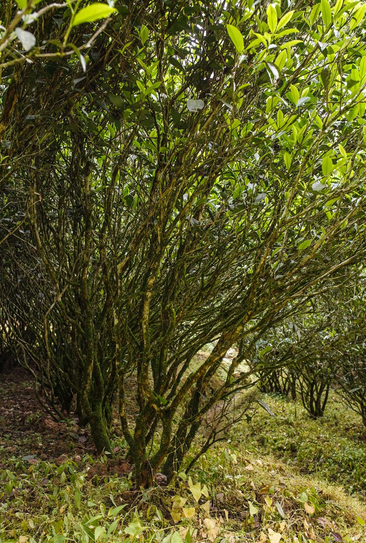 文化| 你知道有哪些天下第一茶吗_蒙顶
