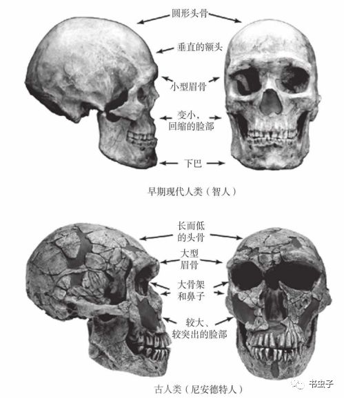 人体的故事:进化,健康与疾病(3)_人类