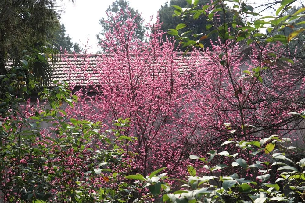 享受赏花的心情短语(享受赏花的心情短语精选150句)