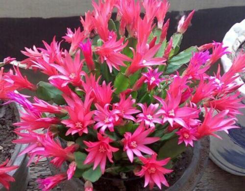 家家都有的垃圾,抓一把掺盆里,养花十年不烂根,开花爆盆挡不住