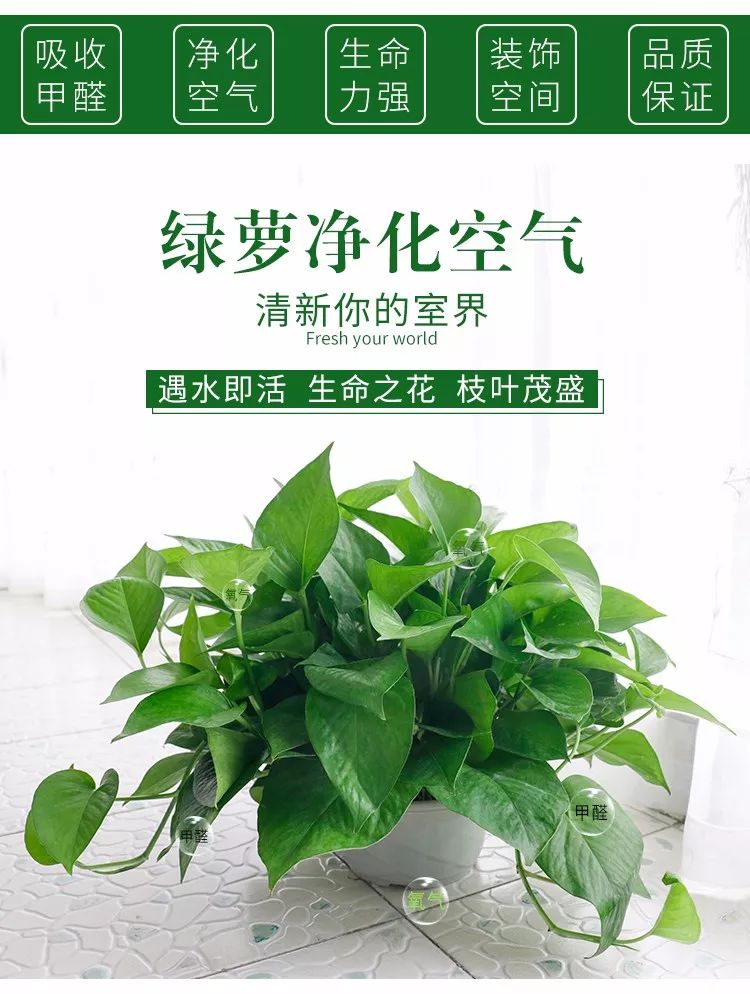 38元抢原价15元绿萝一盆抢爆了再不抢可别后悔