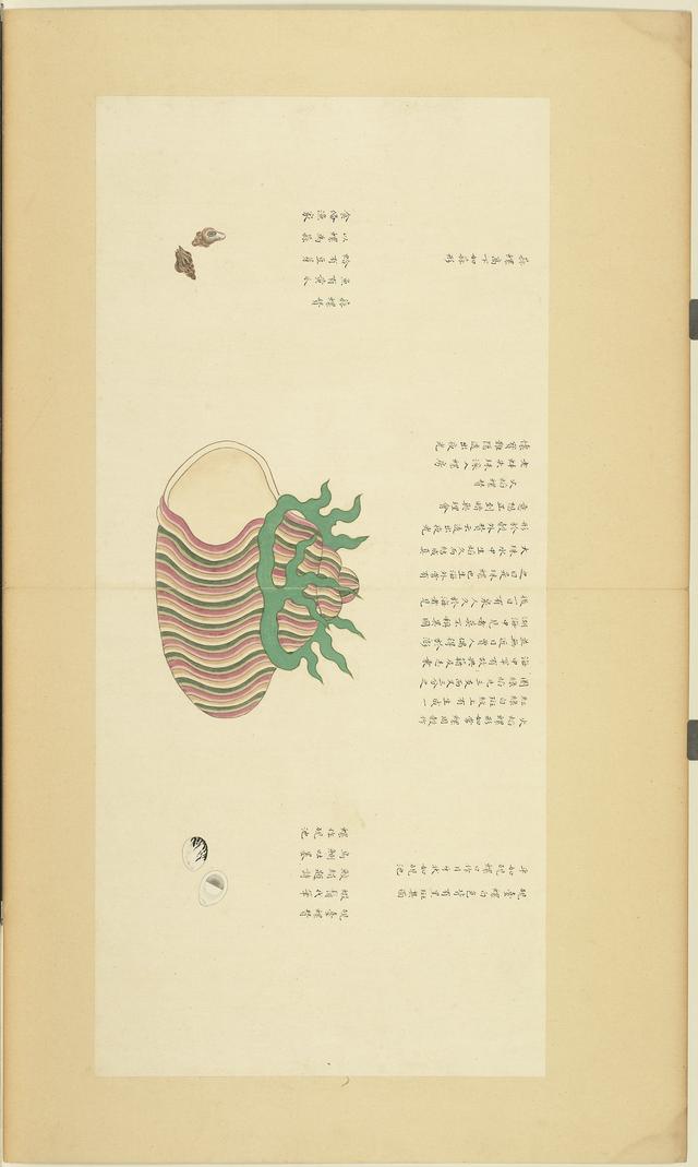 台北故宫博物院藏海错图清康熙绘本第四册