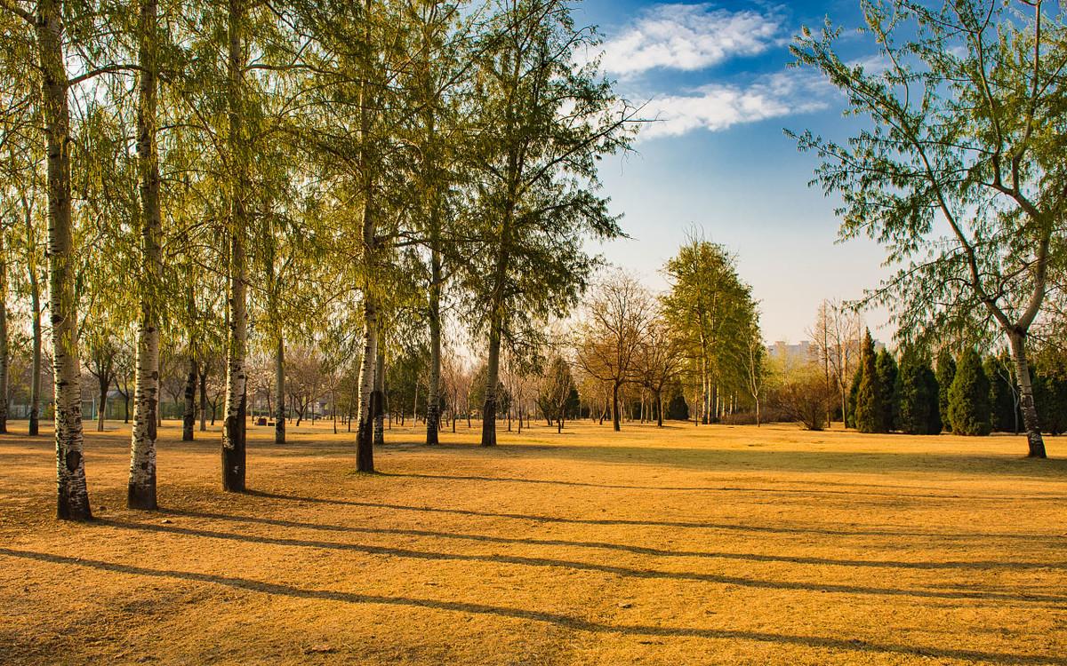 原创植树节快到了农村怪相农田不种粮食种杨树这是为啥呢