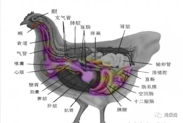 也就是下图标注的彩色部分:鸡的消化系统包括:口腔→食道→嗉囊→腺胃