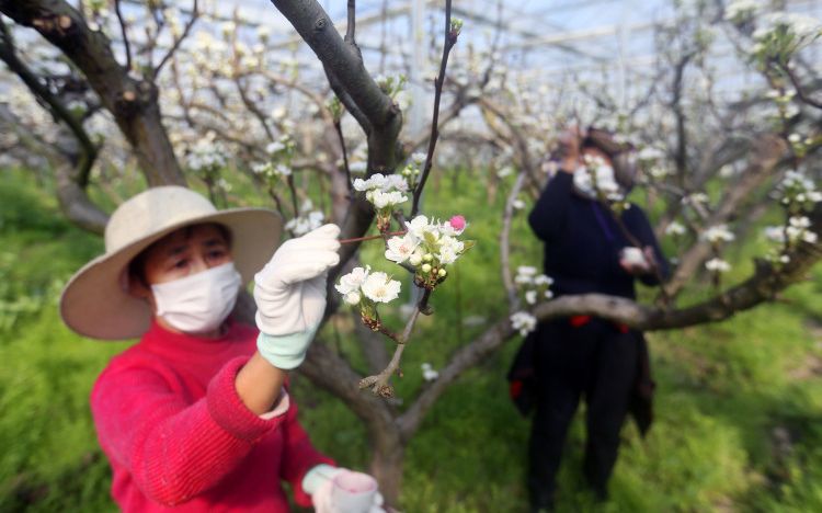 春暖花开果树专家提醒长三角地区梨花授粉大概提前8天