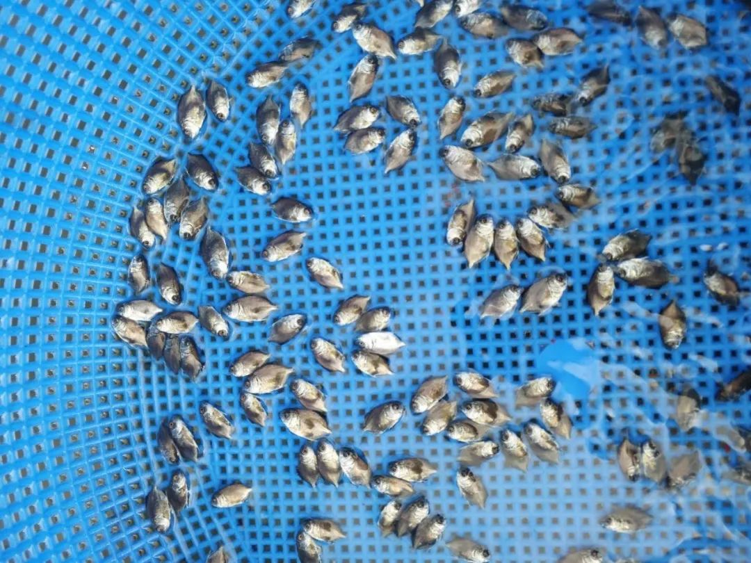 这条鱼太牛!迎10年来最高价,95%养户盈利,今年还能愉快赚200-300万吗?