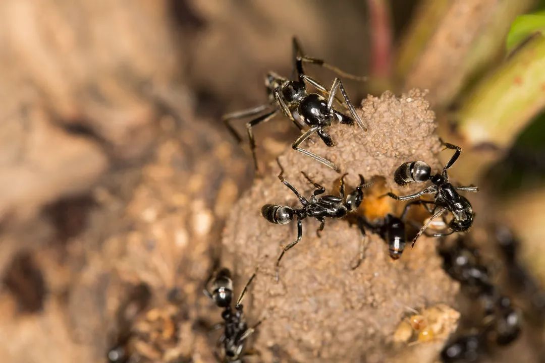 蚂蚁背着重物的图片图片