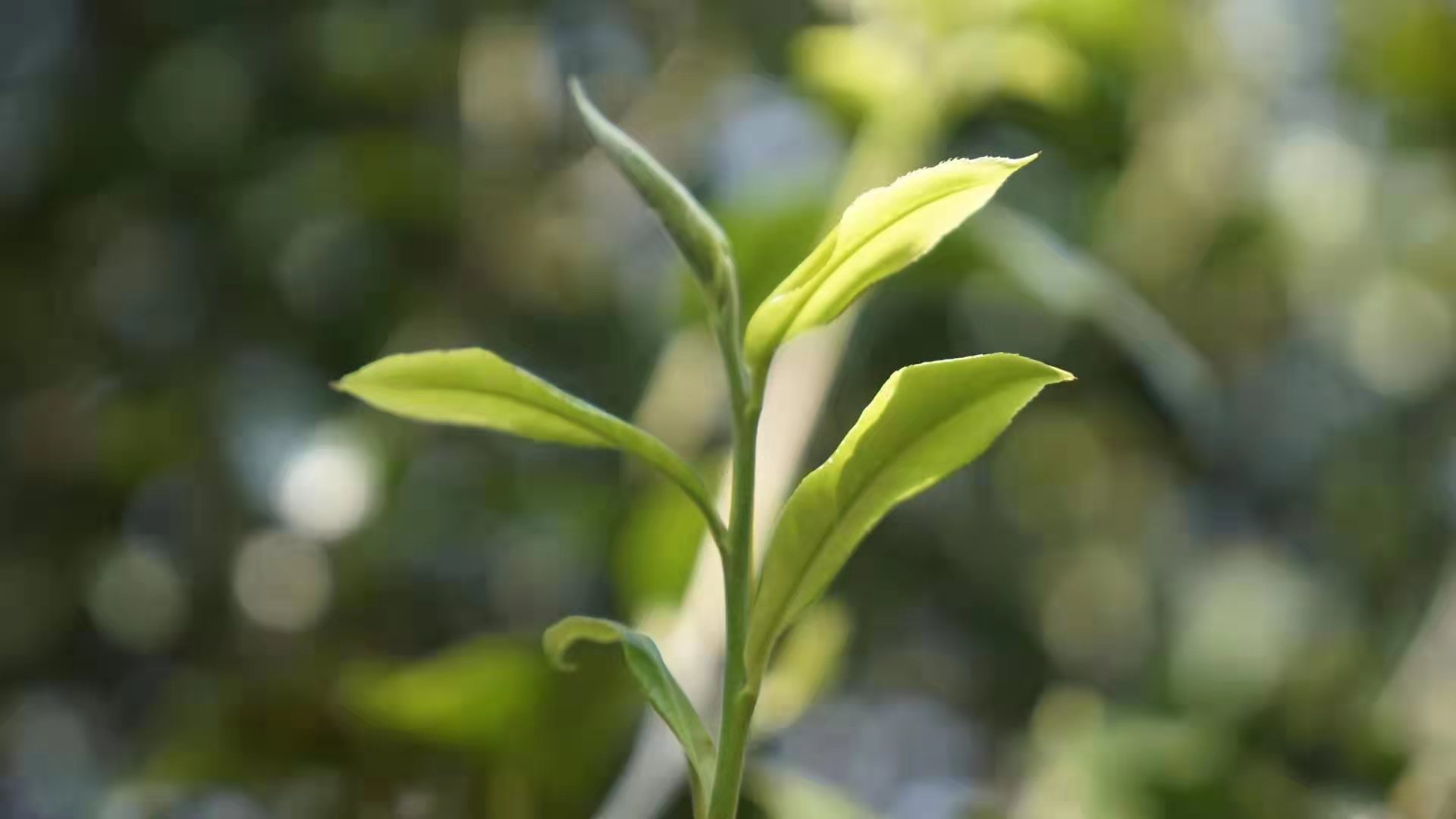 倚邦古茶山包括如今象明乡的倚邦,曼拱,河边三个村委会的茶山,倚邦茶