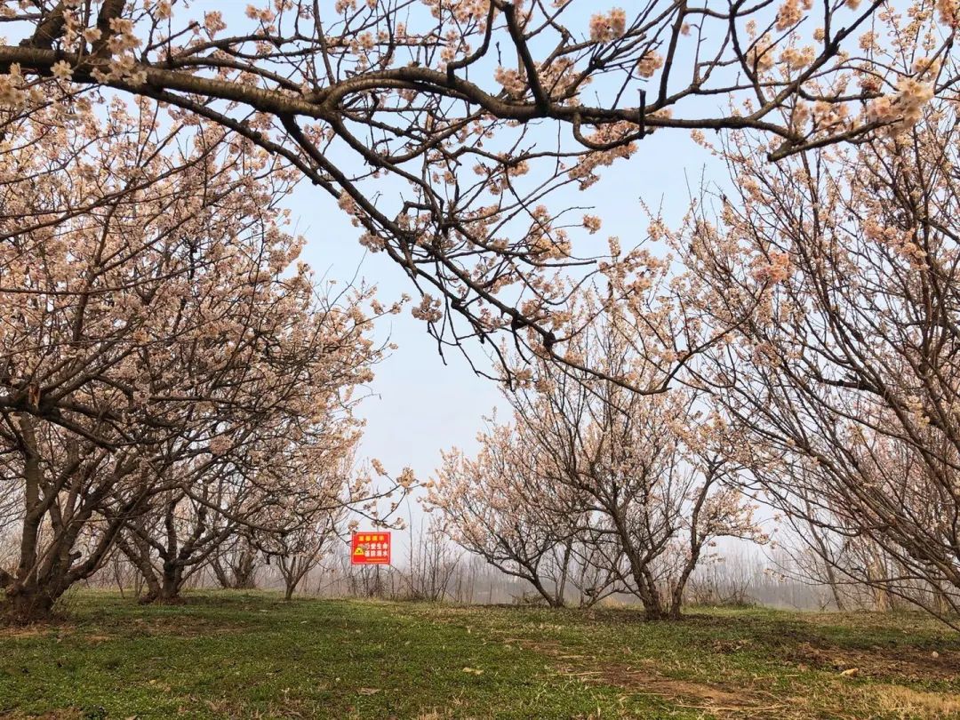 白银水川湿地公园樱花图片