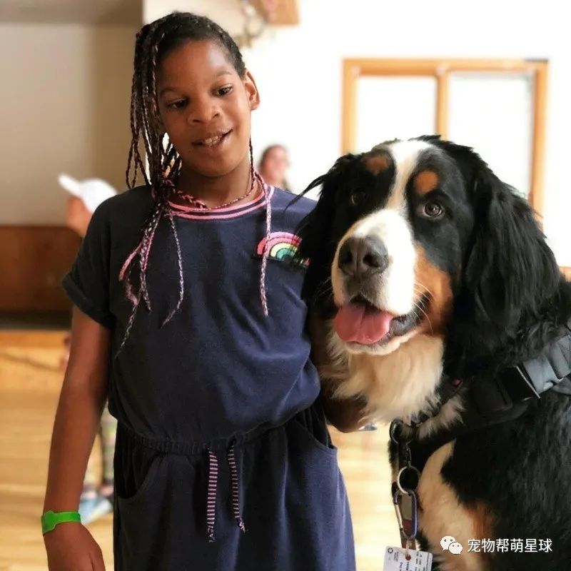 开了挂的狗生伯恩山犬成为市长广大市民热情合影真的酸了