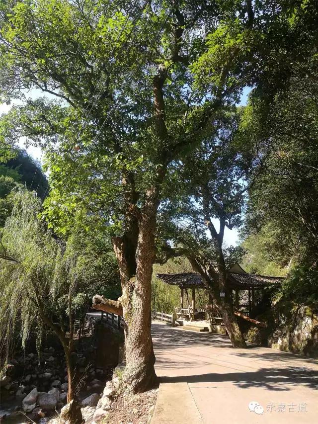 温州芙蓉岭古道浙江省十大人文古道之一