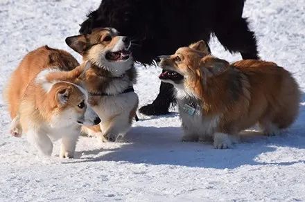 柯基被两个弟弟欺负,气得都飞起来了,后来还是放大招好用!