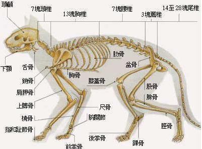 猫的骨骼结构图清晰图图片