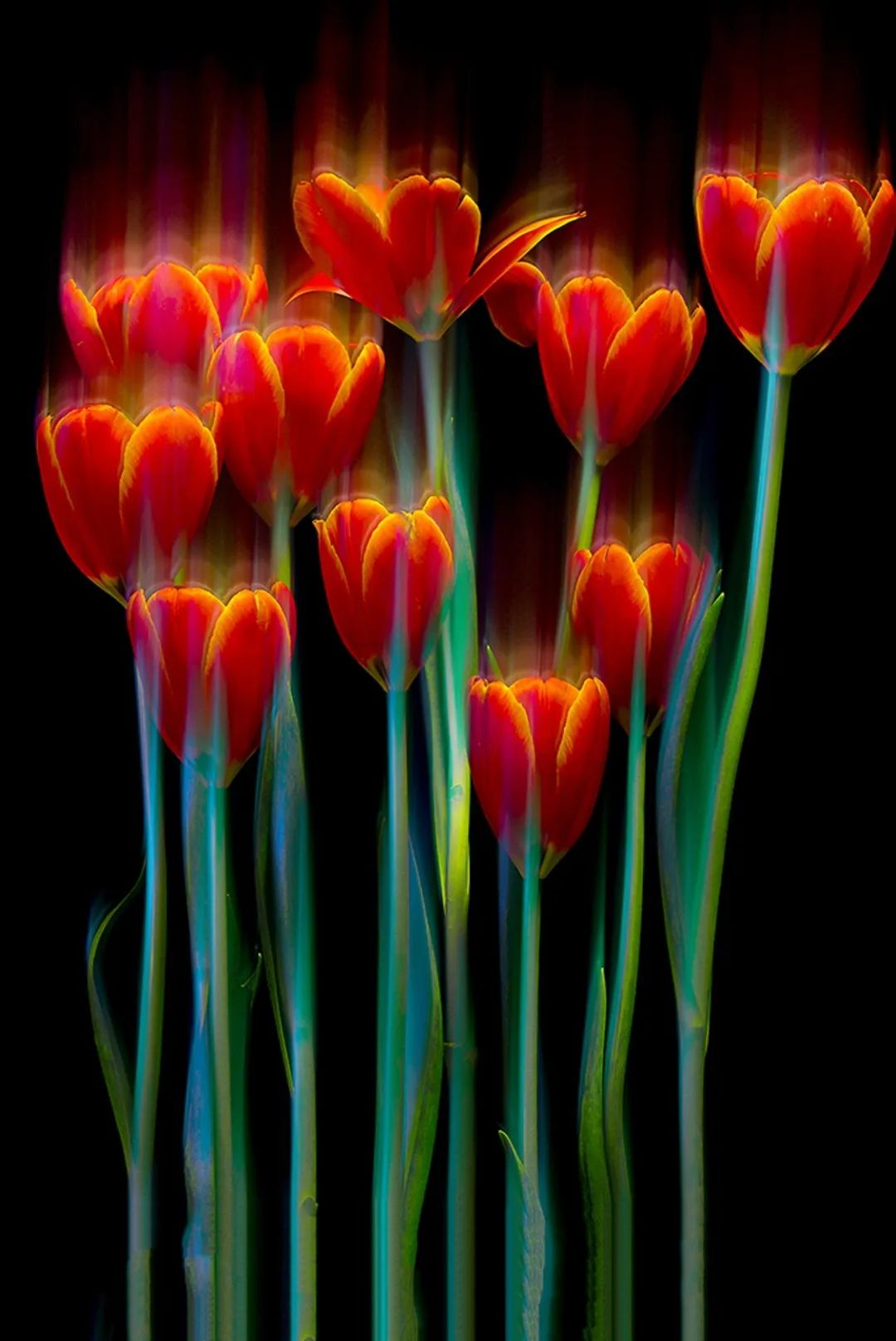 【摄影双师课堂·技法实战课】田红《花卉摄影·走心技》