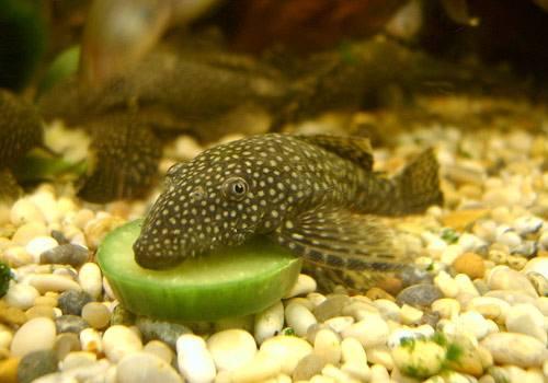 清道夫终于出现天敌了成吨的清道夫被巨兽吃光太厉害了