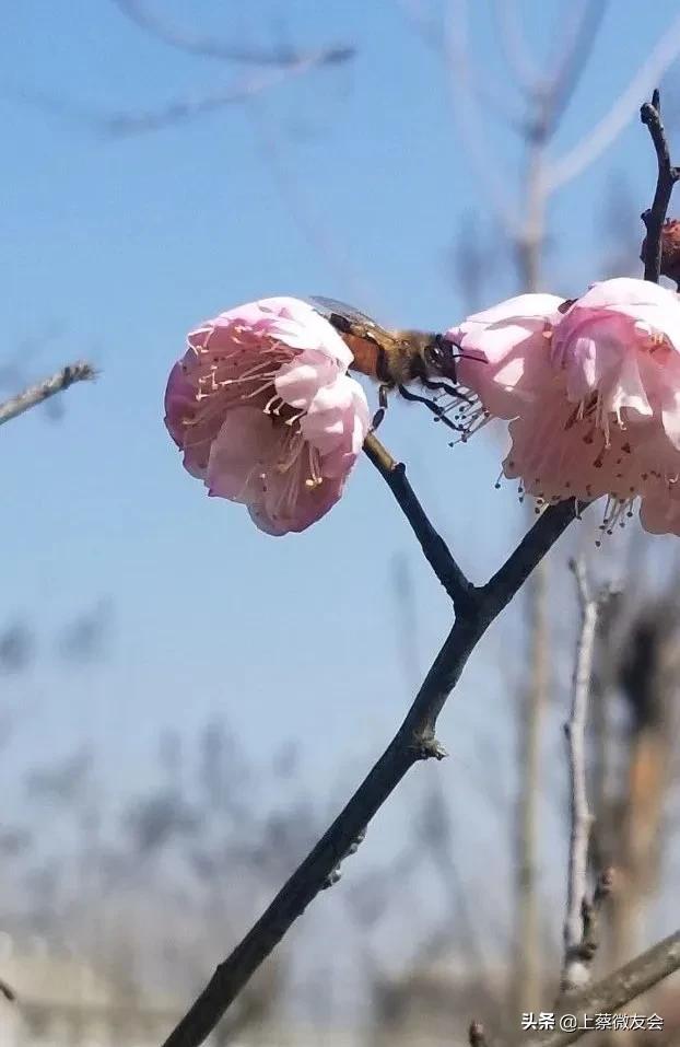 上蔡中学什么时候开学?春暖花开等你归来(图1)