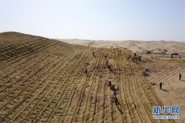 八步沙治沙人春季压沙造林忙_沙林