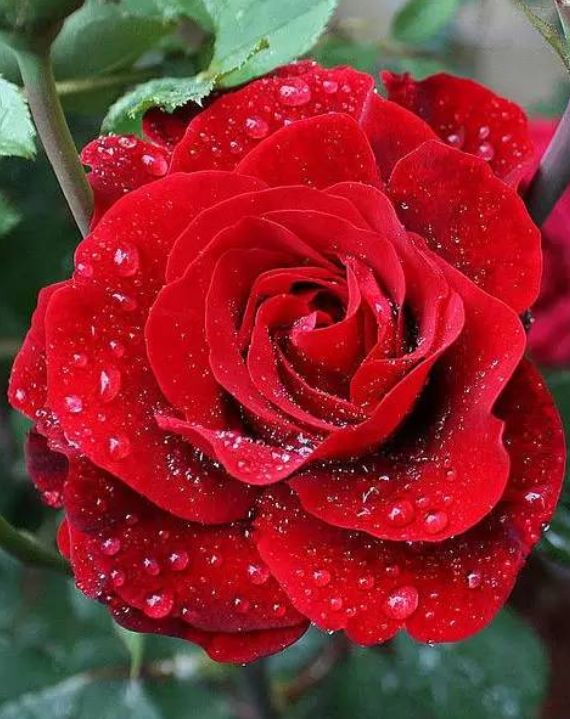 最美的玫瑰花图片微信图片
