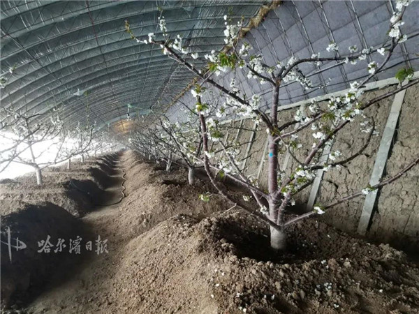 延寿大樱桃开花了!4月末就能吃上_大棚