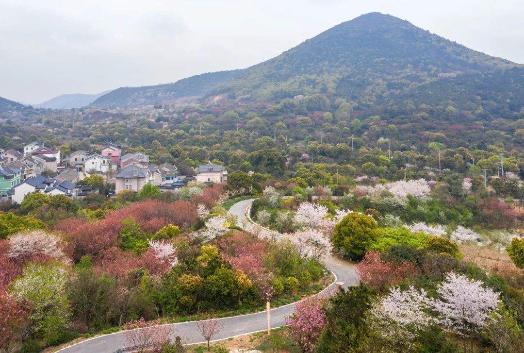 樱花咫尺何必远行小镇光福带你邂逅这场樱花雨