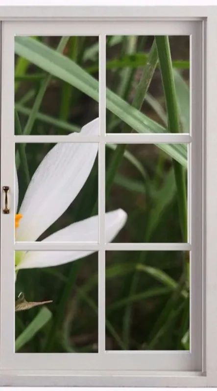 女神们推开窗团团送你的邑大花海到货了请签收