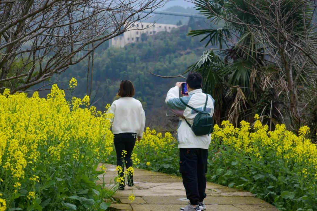 绝色餐厅空降婺源花海每餐仅12个座位开启赏春新方式