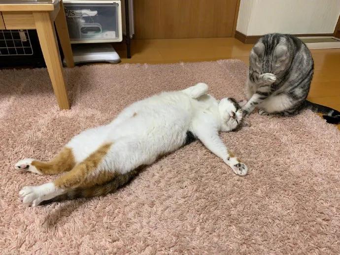 图片[36] - 【xizi被窝段子20200308】接下来 会有始料不及的运气 会有突如其来的欢喜 - xizi