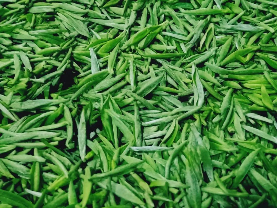 疫情下的湖北及其他产区春茶即时报惊蛰过后春暖花开迎来各地新茶到