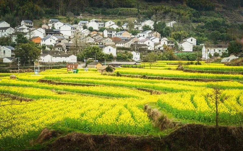 奉化大堰西畈油菜花