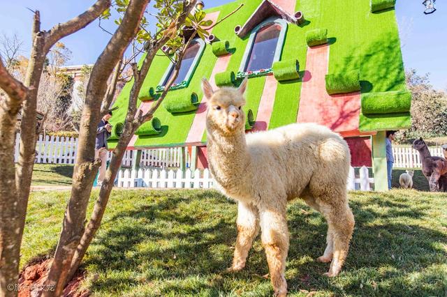 昆明有个朵拉,珍贵的萌宠里有一头牦牛是白色的,真是长见识