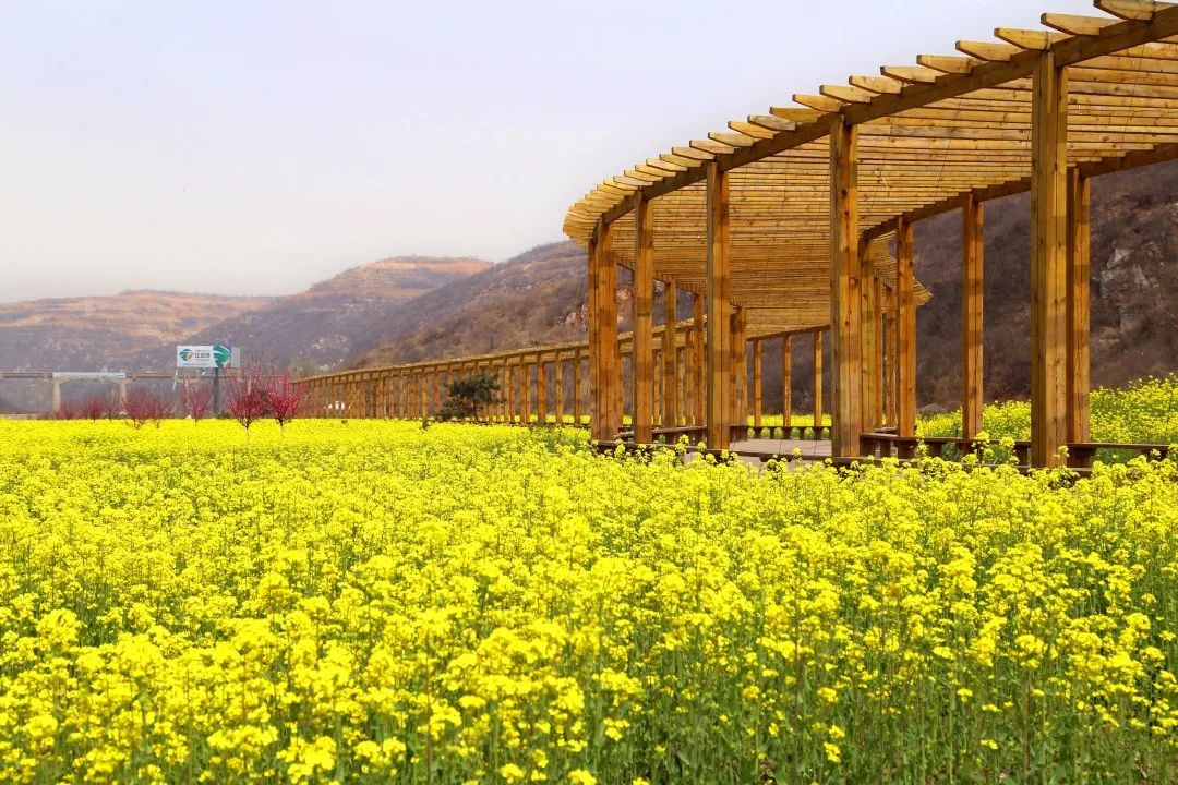 女神节这天红薯岭第一朵油菜花开了