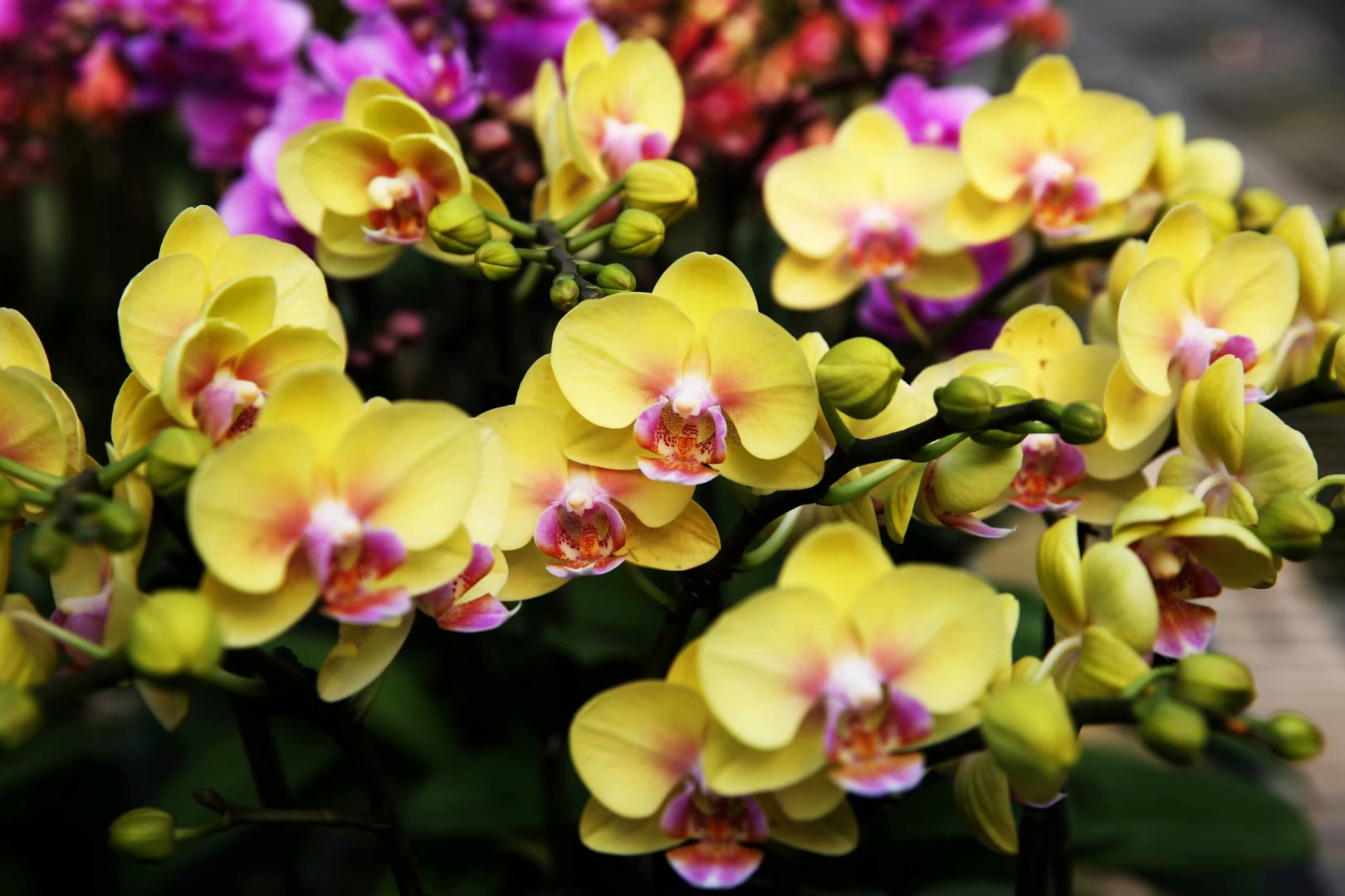 蝴蝶美兰花香蝴蝶和兰花合成一体会怎样