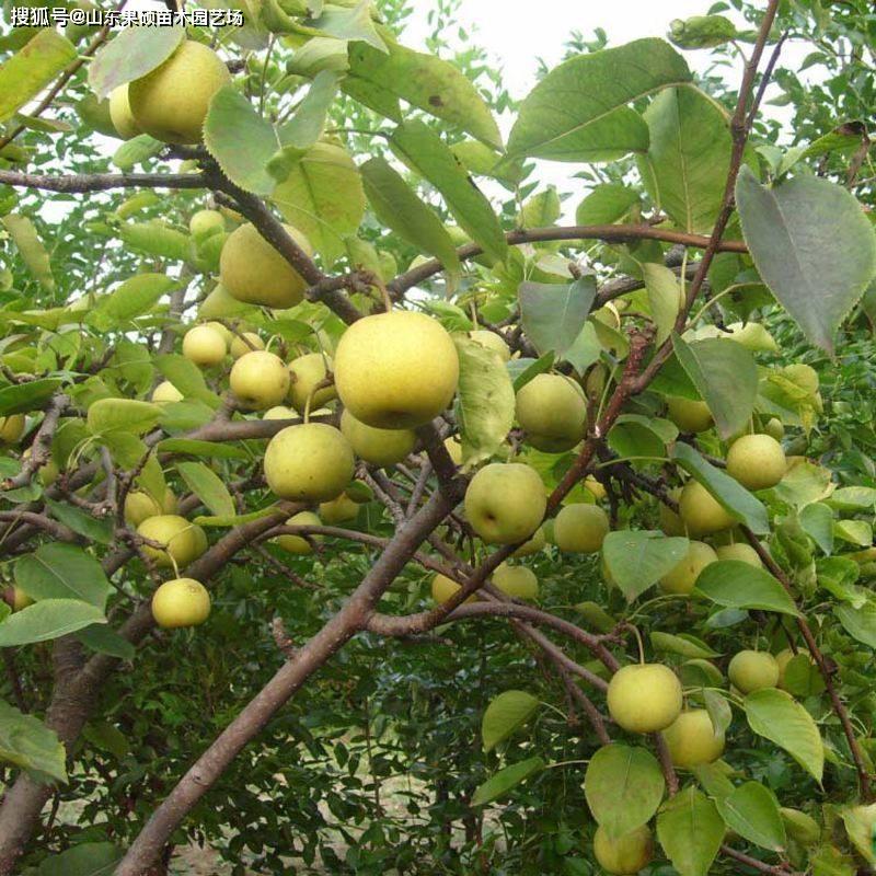 秋月梨樹苗主要特點品種介紹種植梨樹怎麼建園