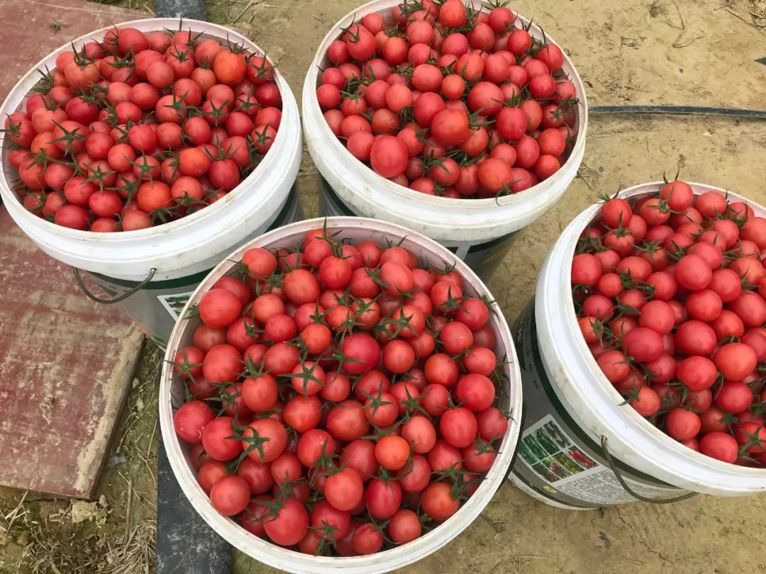 20万吨圣女果要烂在地里了大家帮帮忙199元5斤包邮到家