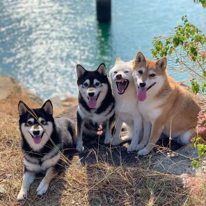 四只柴柴拍合照没想到最有心机的是白柴