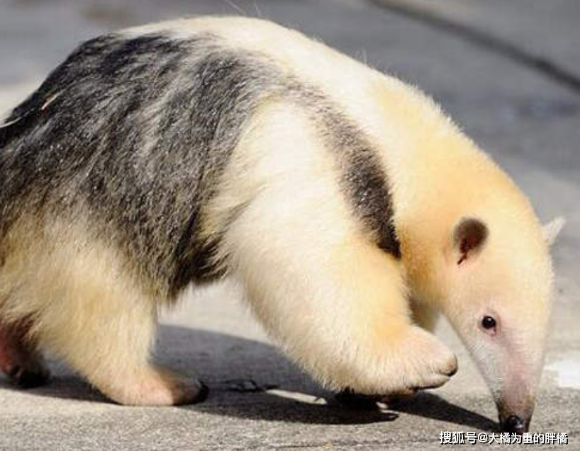 小食蚁兽害怕观众蹲在原地不敢动妈妈的举动真是让人感动